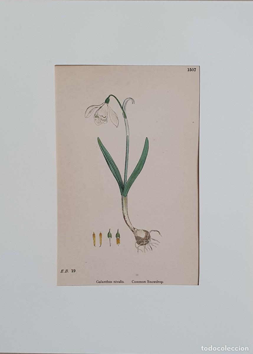 Kunst: Litograf&iacute;a a color. English Botany. John Edward Sowerby. Lam. 1507. Galanthus nivalis.