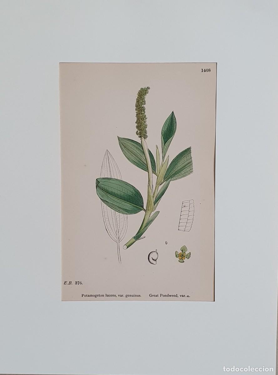 Kunst: Litograf&iacute;a a color. English Botany. John Edward Sowerby. Lam. 1409. Potamogeton lucens, var. decipi.