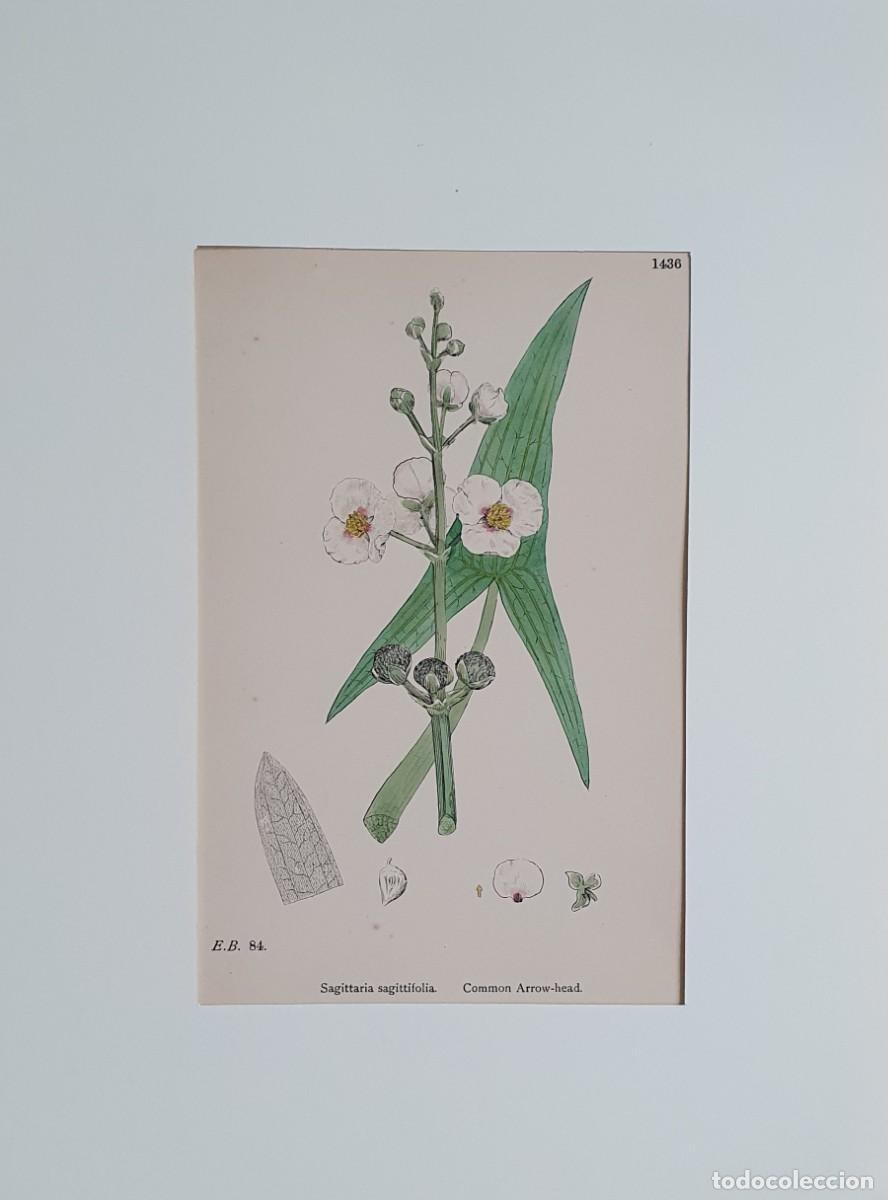 Arte: Litograf&iacute;a a color. English Botany. John Edward Sowerby. Lam. 1436. Sagitaris sagittifolia.