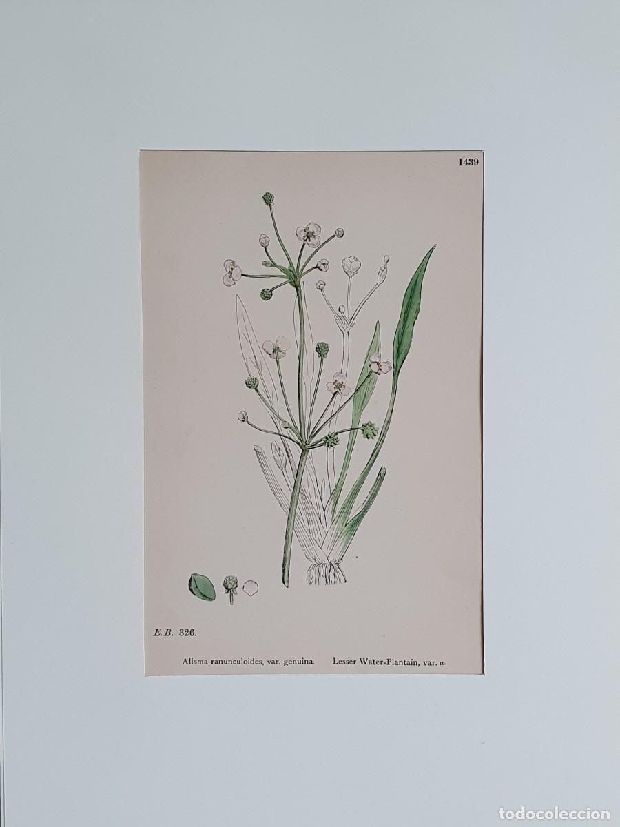 Arte: Litograf&iacute;a a color. English Botany. John Edward Sowerby. Lam. 1439. Sagitaris sagittifolia.