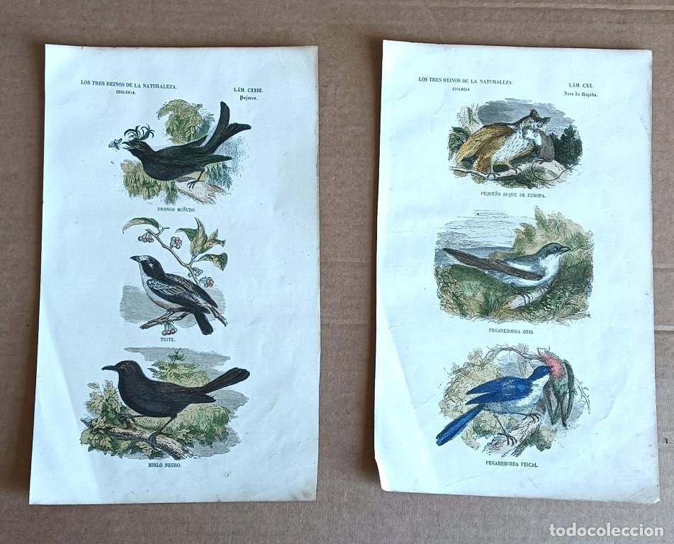 Art: 2 litograf&iacute;as originales coloreadas a mano ZOOLOGIA 1853 - Aves de rapi&ntilde;a &ndash; p&aacute;jaros