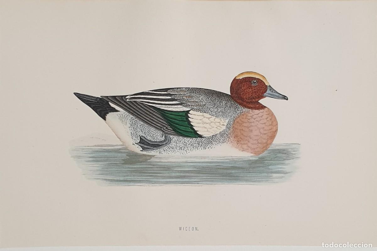 Arte: History of British Birds. The Rev. F: Morris. VOLUME V. Wiceon.