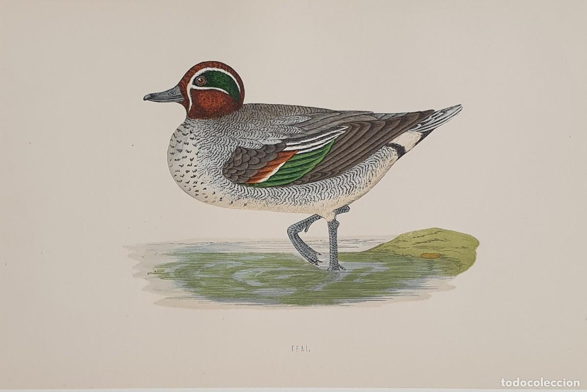 Arte: History of British Birds. The Rev. F: Morris. VOLUME V. Teal.