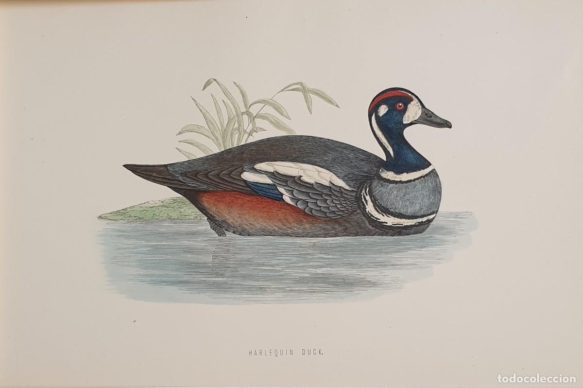 Arte: History of British Birds. The Rev. F: Morris. VOLUME V. Arlequin Duck.