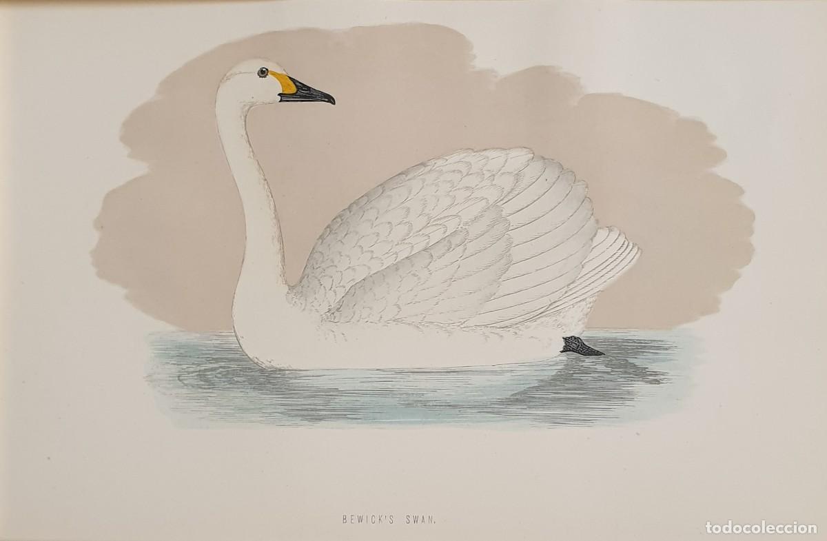 Arte: History of British Birds. The Rev. F: Morris. VOLUME V. Bewik's swan.