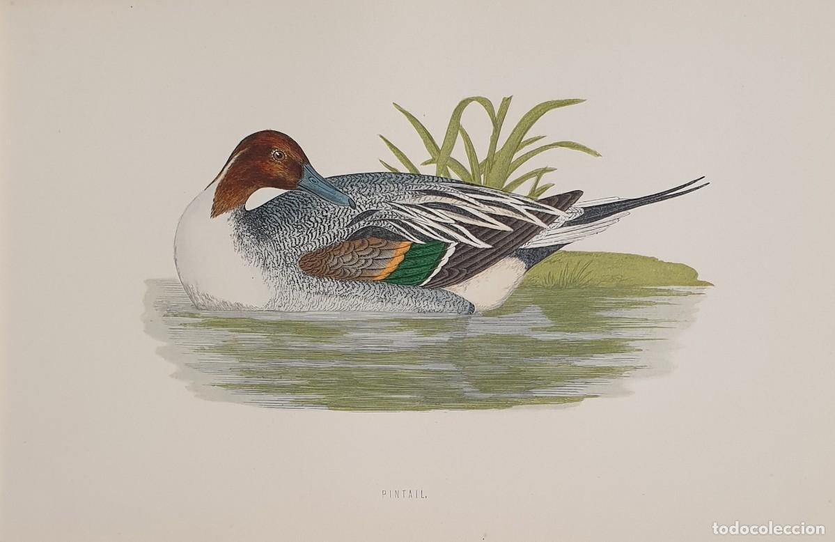 Arte: History of British Birds. The Rev. F: Morris. VOLUME V. Pintail.