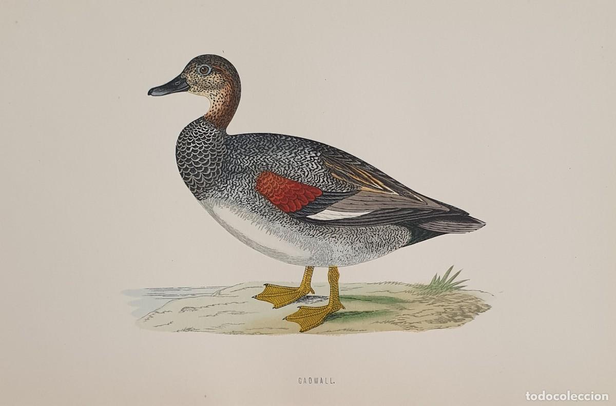 Arte: History of British Birds. The Rev. F: Morris. VOLUME V. Gadwall.