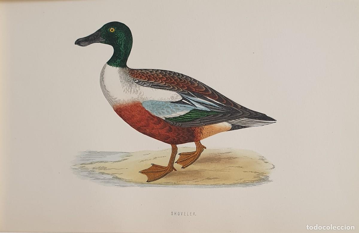 Arte: History of British Birds. The Rev. F: Morris. VOLUME V. Shoveller.