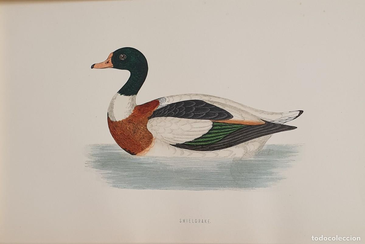 Arte: History of British Birds. The Rev. F: Morris. VOLUME V. Shieldrake.