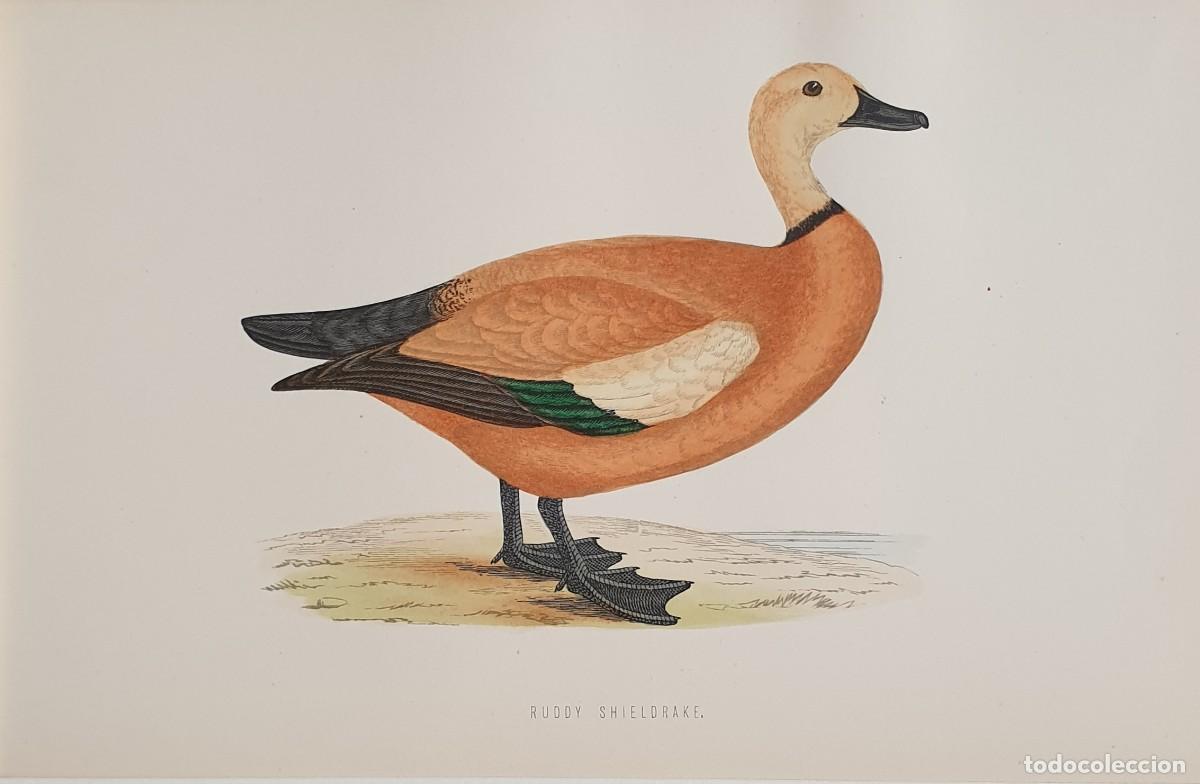 Arte: History of British Birds. The Rev. F: Morris. VOLUME V. Ruddy Shieldrake.