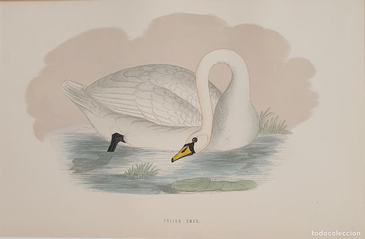 Arte: History of British Birds. The Rev. F: Morris. VOLUME V. Polish Swan.