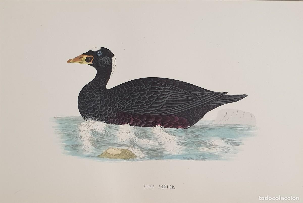 Arte: History of British Birds. The Rev. F: Morris. VOLUME V. Surf Scoter.