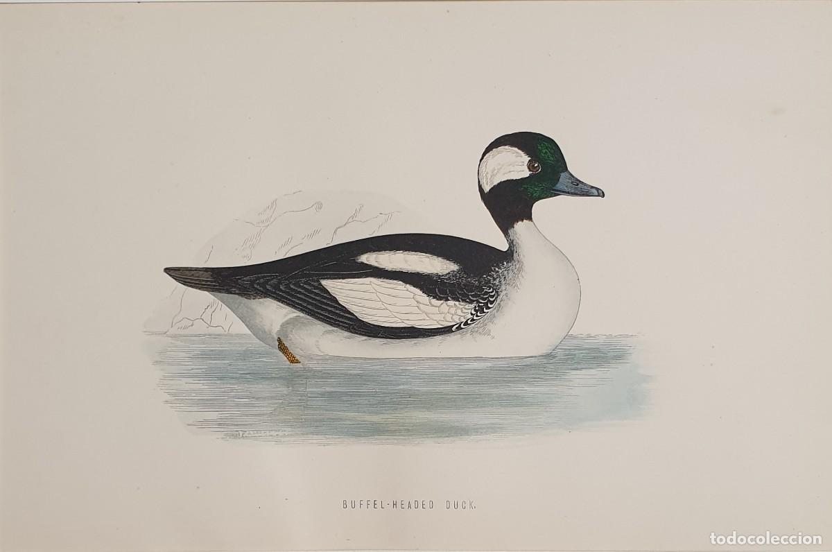 Arte: History of British Birds. The Rev. F: Morris. VOLUME V. Buffel-Headed Duck.