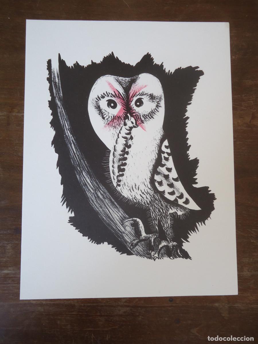 Arte: Jean Lur&ccedil;at. G&eacute;ographie animale. Chouette de Bonne Esperance. Litograf&iacute;a en papel velin.