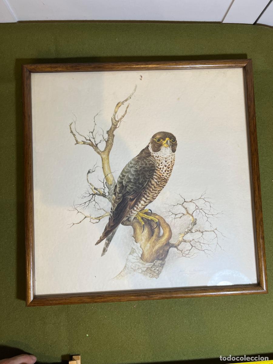 Arte: L&aacute;mina ornitol&oacute;gica Halc&oacute;n Peregrino William Butler 1978 | Falcon Peregrinus | Firmada y fechada
