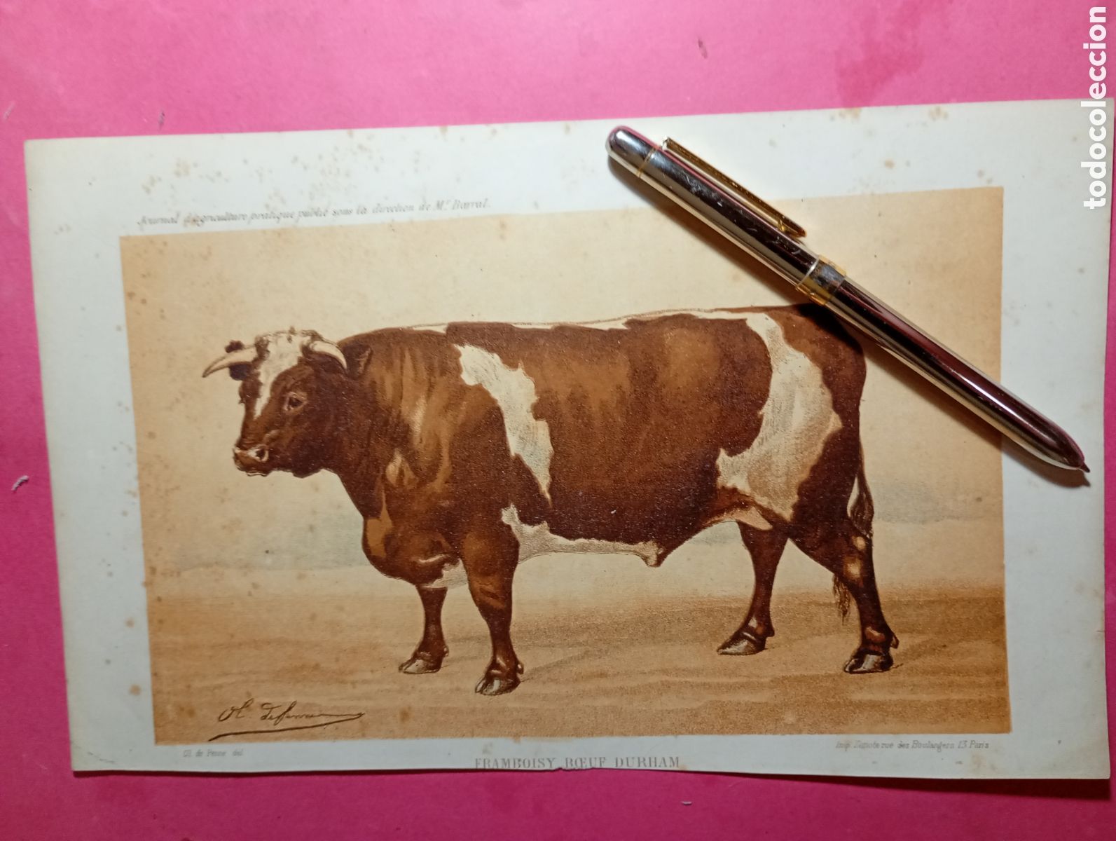 Arte: VINTAGE 2 MAGNIFICAS LITOS TORO Y VACA DE RAZAS DIFERENTES (en franc&eacute;s) ver detalles en fotos