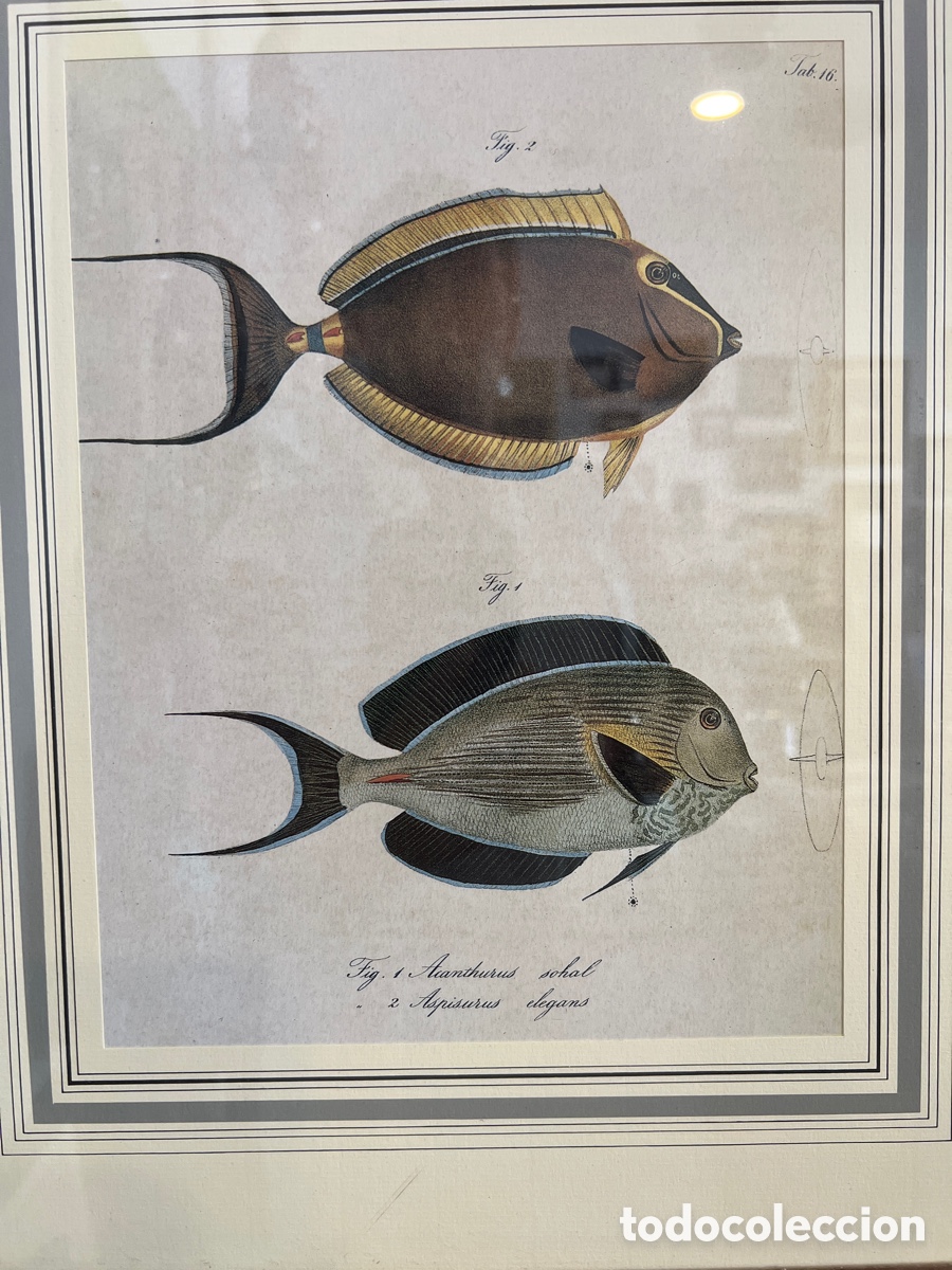 Art: LITOGRAF&Iacute;A ENMARCADA PECES TROPICALES