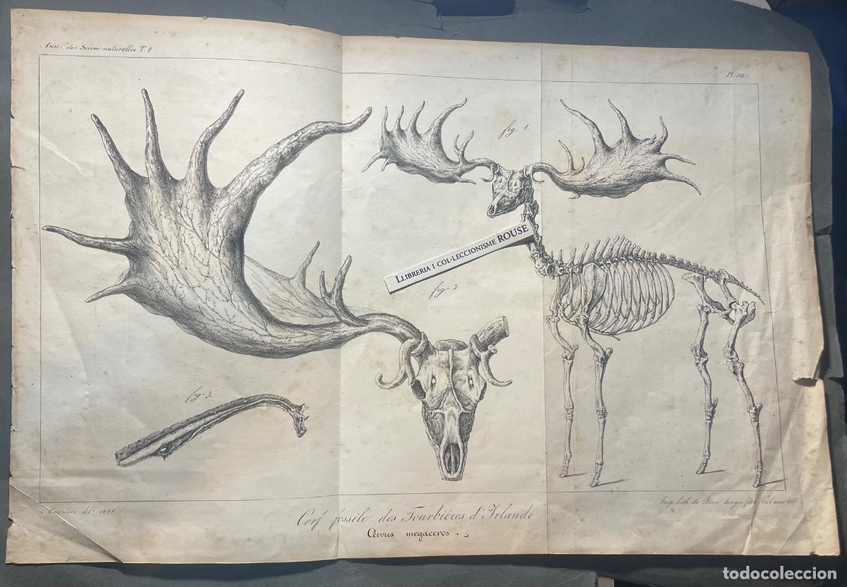 Arte: ANTIGUA LITOGRAFIA CERVUS MEGACEROS - CERF FOSSILE DES FOURBI&Eacute;RESD' IRLANDA MEUNIER DEL. 1826