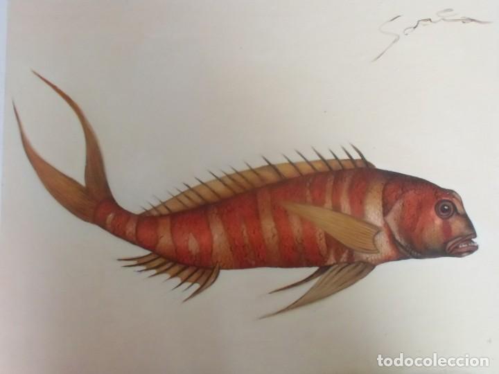 Arte: Peces. &Oacute;leo sobre tela aplicada a tabla. - Foto 2