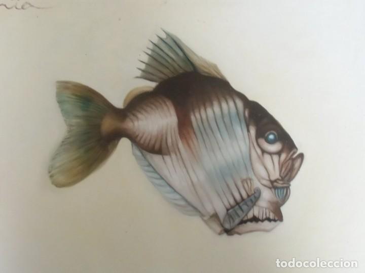 Arte: Peces. &Oacute;leo sobre tela aplicada a tabla. - Foto 4
