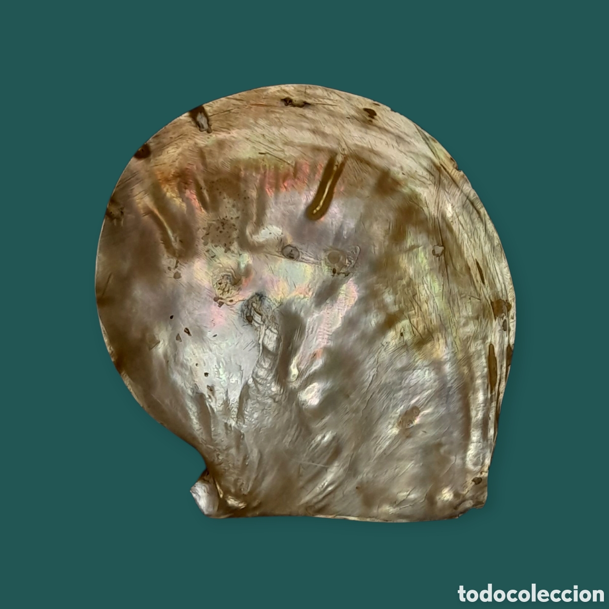 Arte: Antiguo &oacute;leo sobre concha de n&aacute;car. - Foto 2