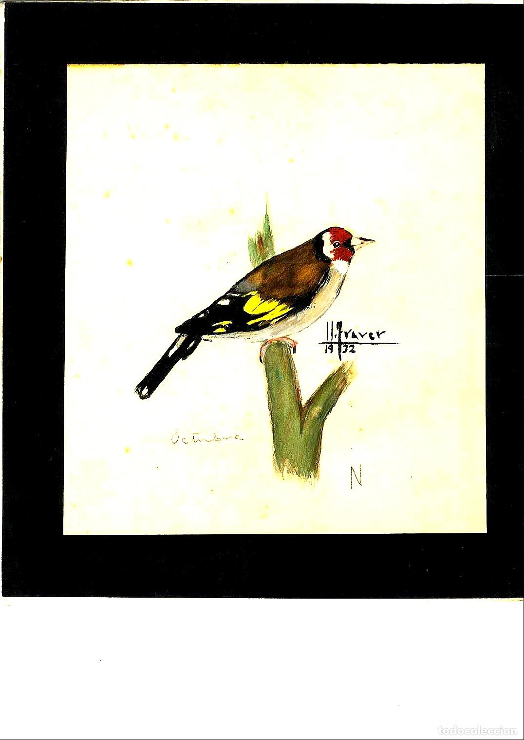 Arte: Ulises Traver - P&aacute;jaro en rama - 22x15 - Dibujo