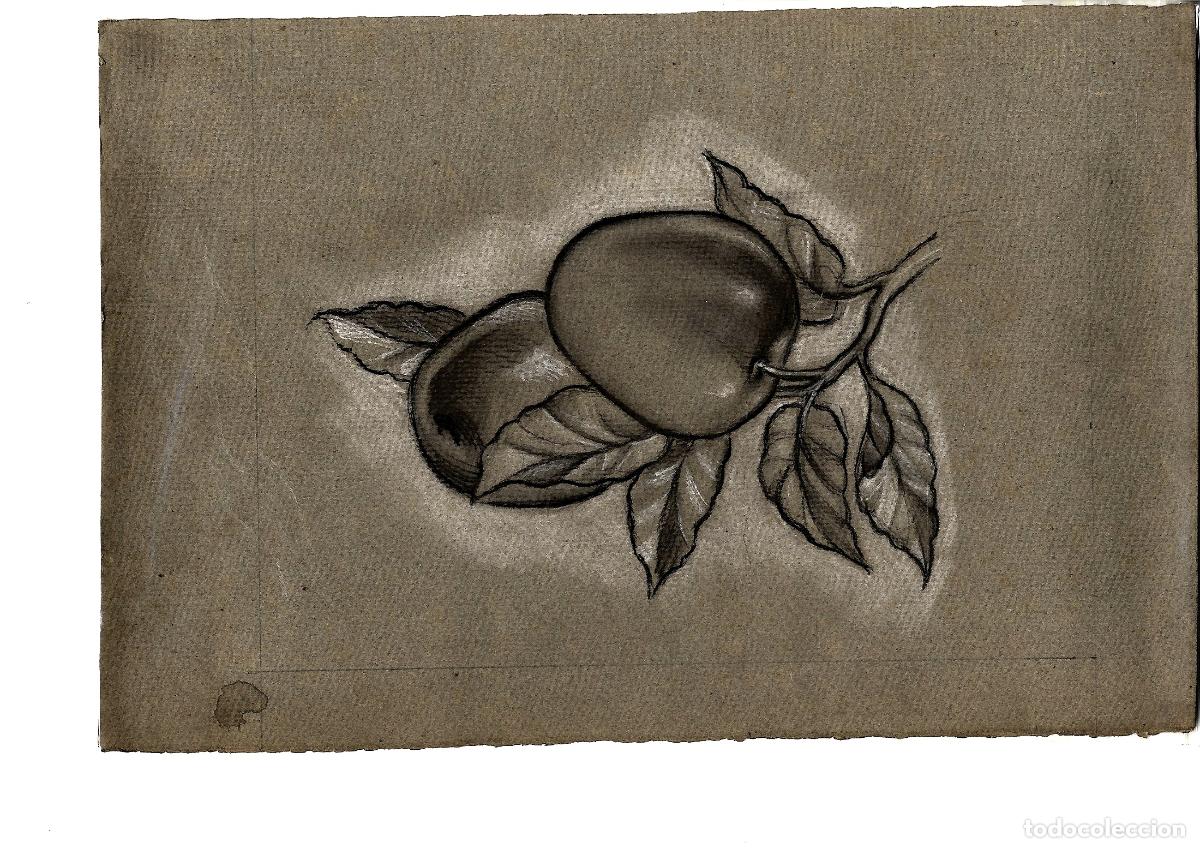Arte: Anonimo - Frutas con hojas - 35x25 - Dibujo