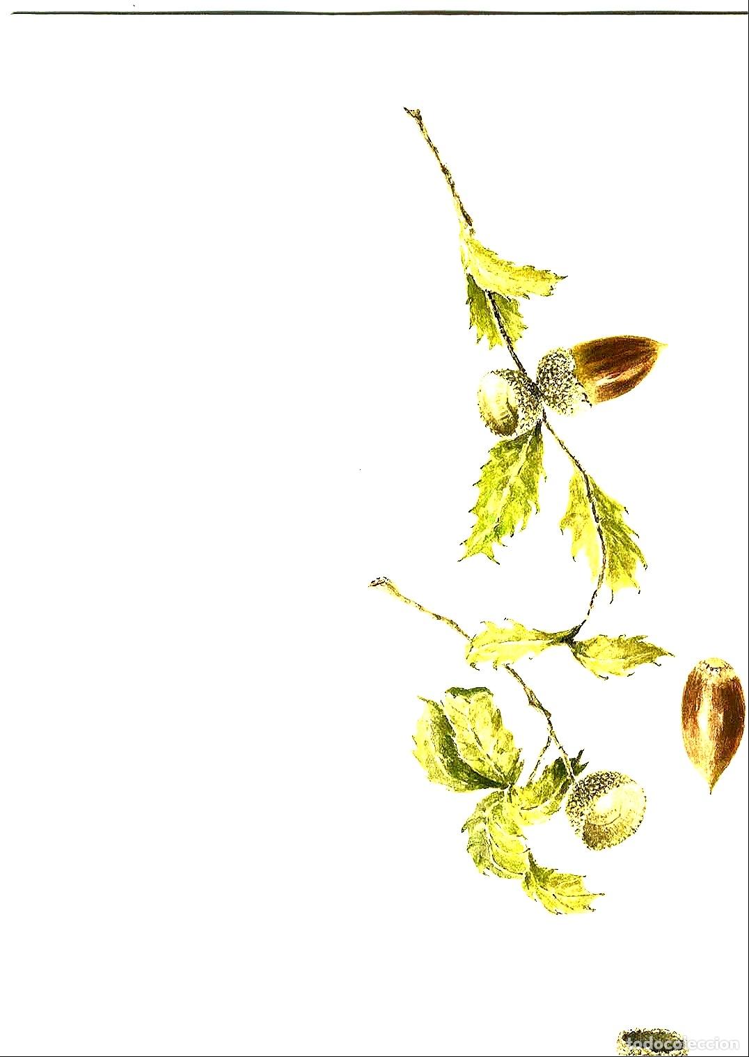 Arte: Jaume Carbonell - Ramo de hojas y frutos - 30x22 - Dibujo