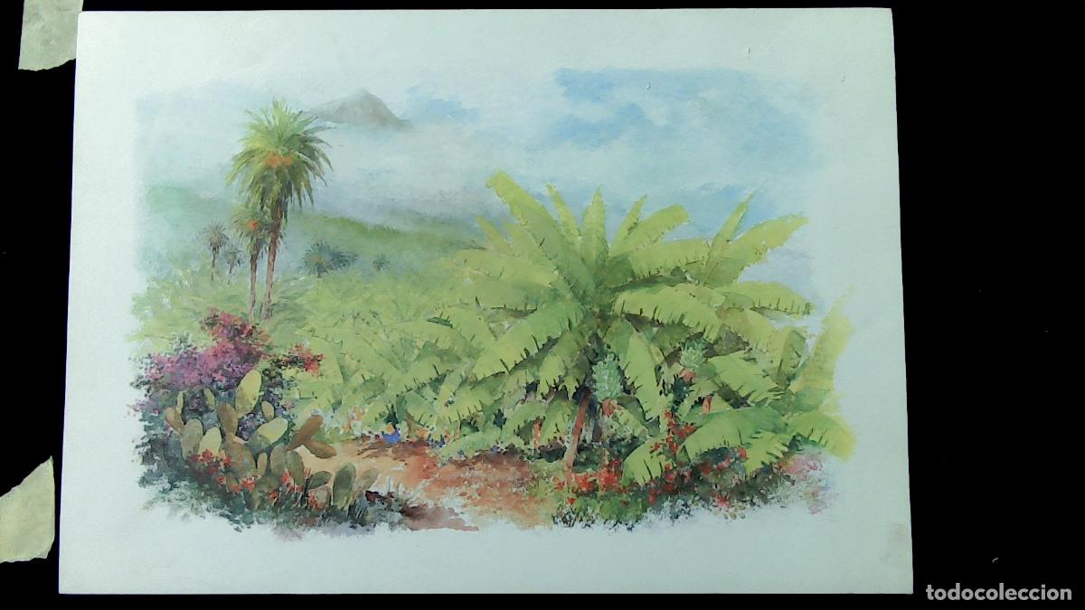 Arte: Vidaller - Jard&iacute;n tropical con palmeras - 50x35 cm - Acuarelas