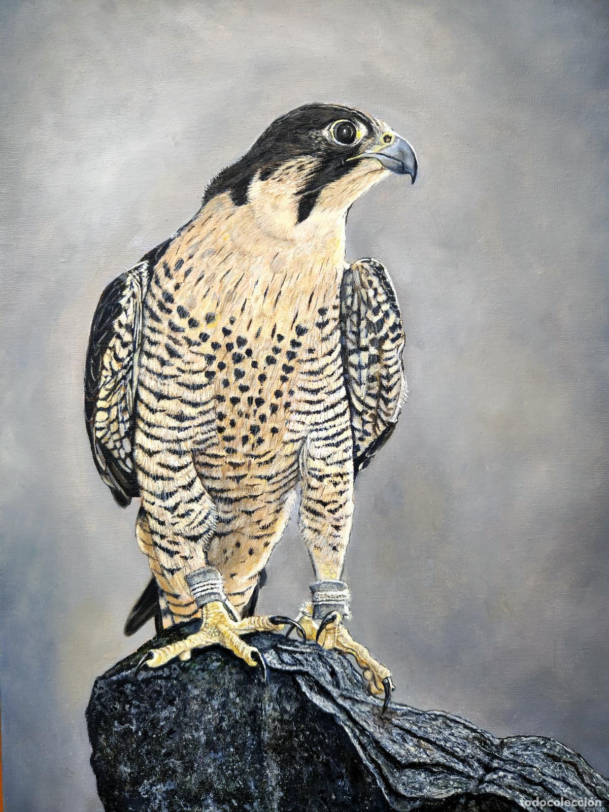 Arte: Cuadro &oacute;leo halc&oacute;n realista lienzo rapaz
