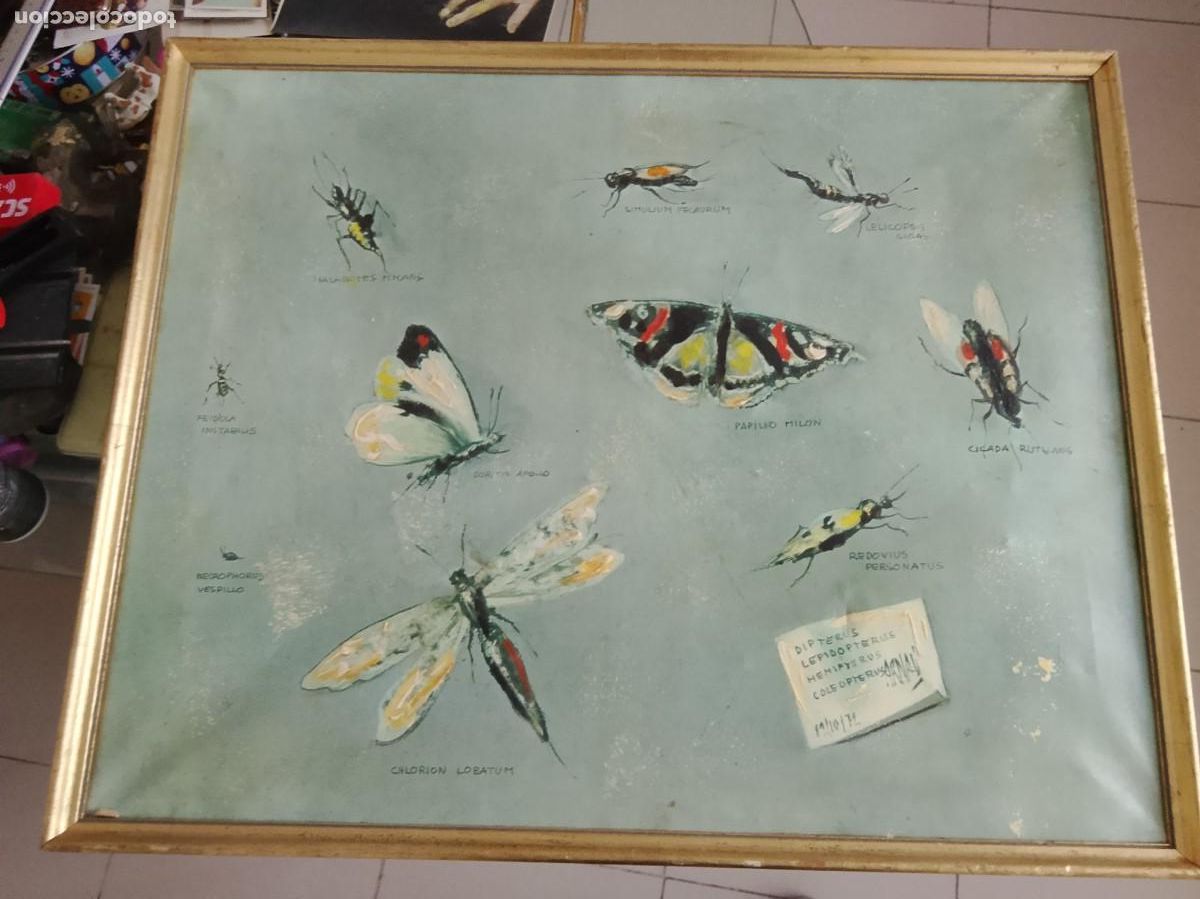 Arte: Oloe sobre lienzo enmarcado de insectos 1971