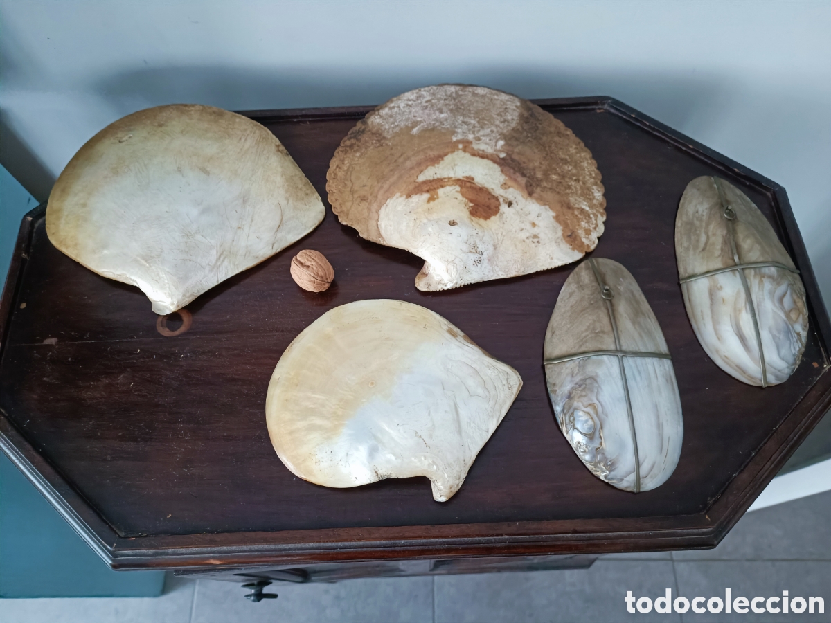 Arte: Conchas pintadas oleo siglo XIX - Foto 7