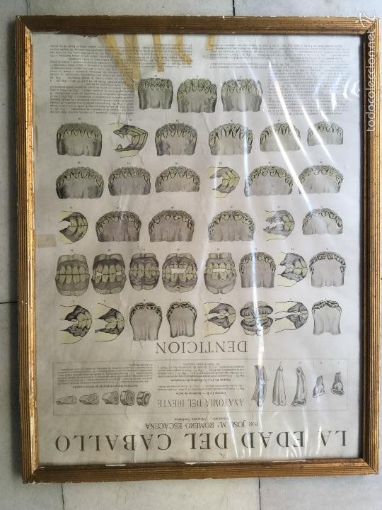 Arte: Litografia La edad del Caballo A&ntilde;o 1935 - Foto 1