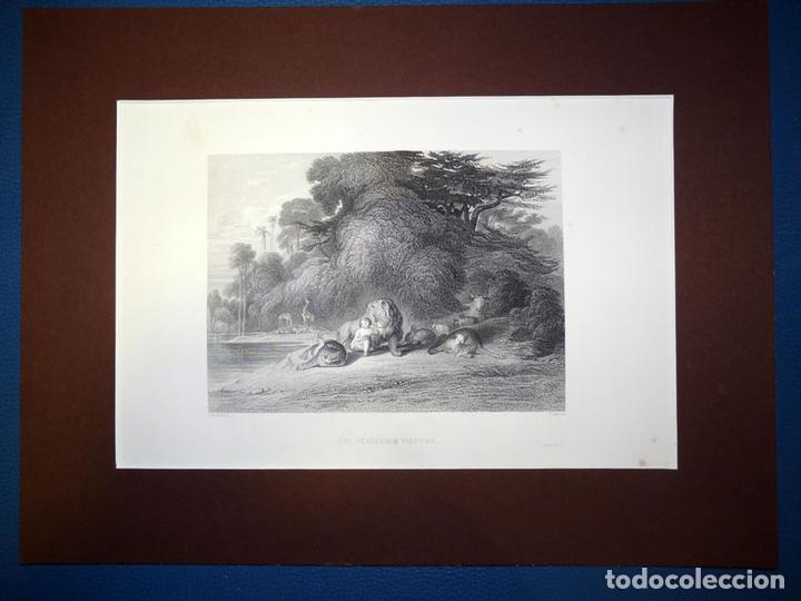 Art: The peaceable kingdom, Antiguo Grabado al Acero  S XIX