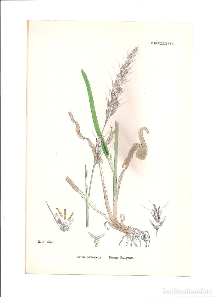 Arte: sowerby. avena pubescens - Foto 1