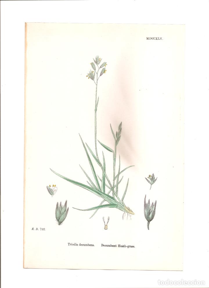 Arte: 1091. sowerby. triodia decumbens - Foto 1