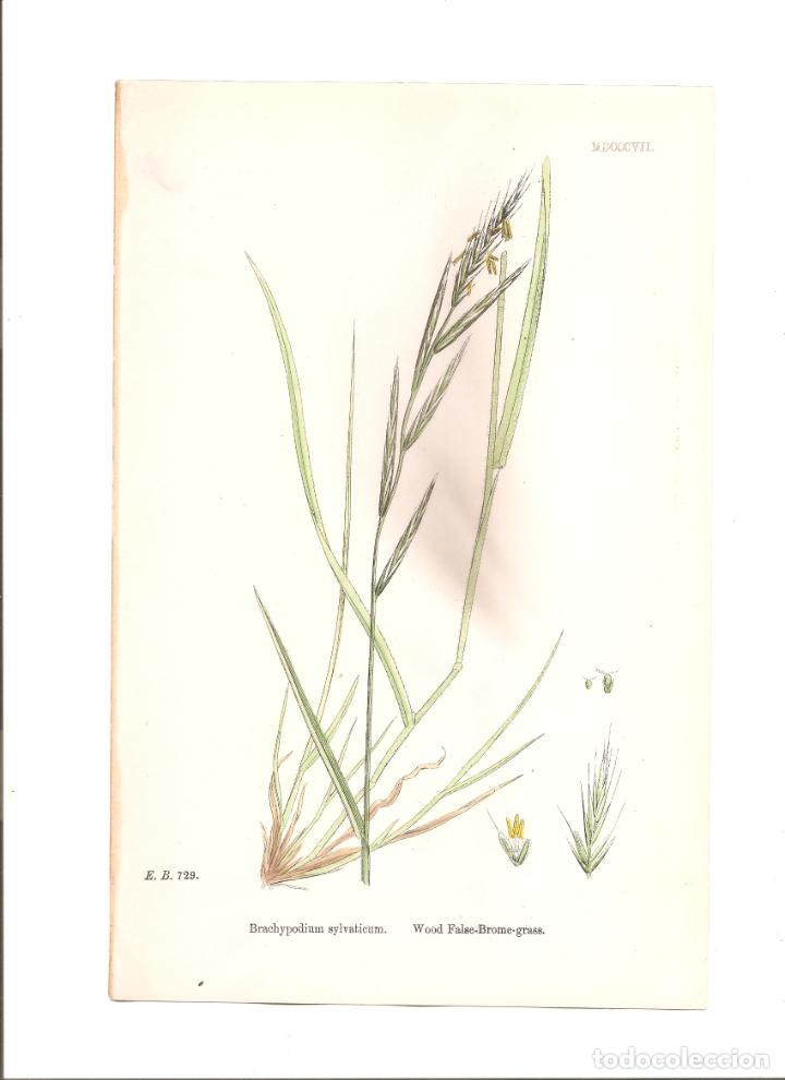 Arte: sowerby. brachypodium sylvaticum - Foto 1