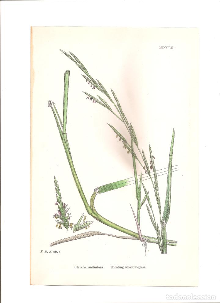 Arte: sowerby. glyceria eu-fluitans - Foto 1