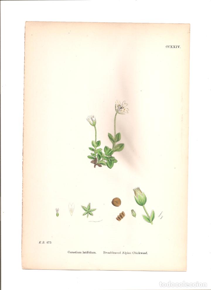 Arte: sowerby. cerastium latifolium - Foto 1