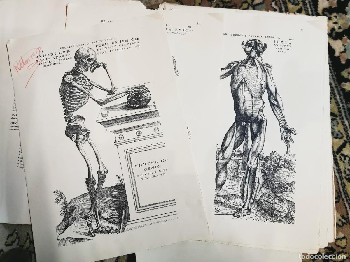 Arte: Andreae vesalii selectio tabularum XII - Foto 1