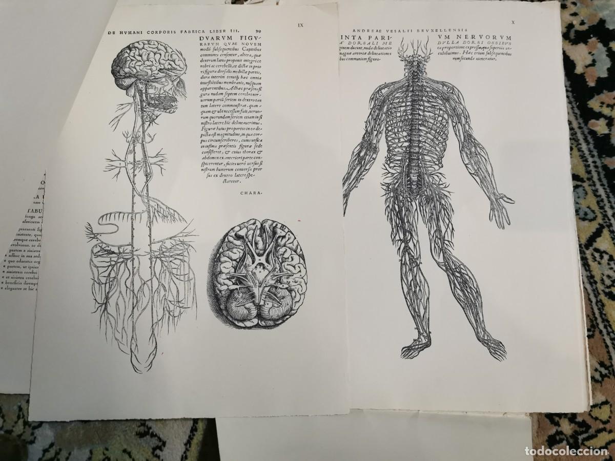 Arte: Andreae vesalii selectio tabularum XII - Foto 3