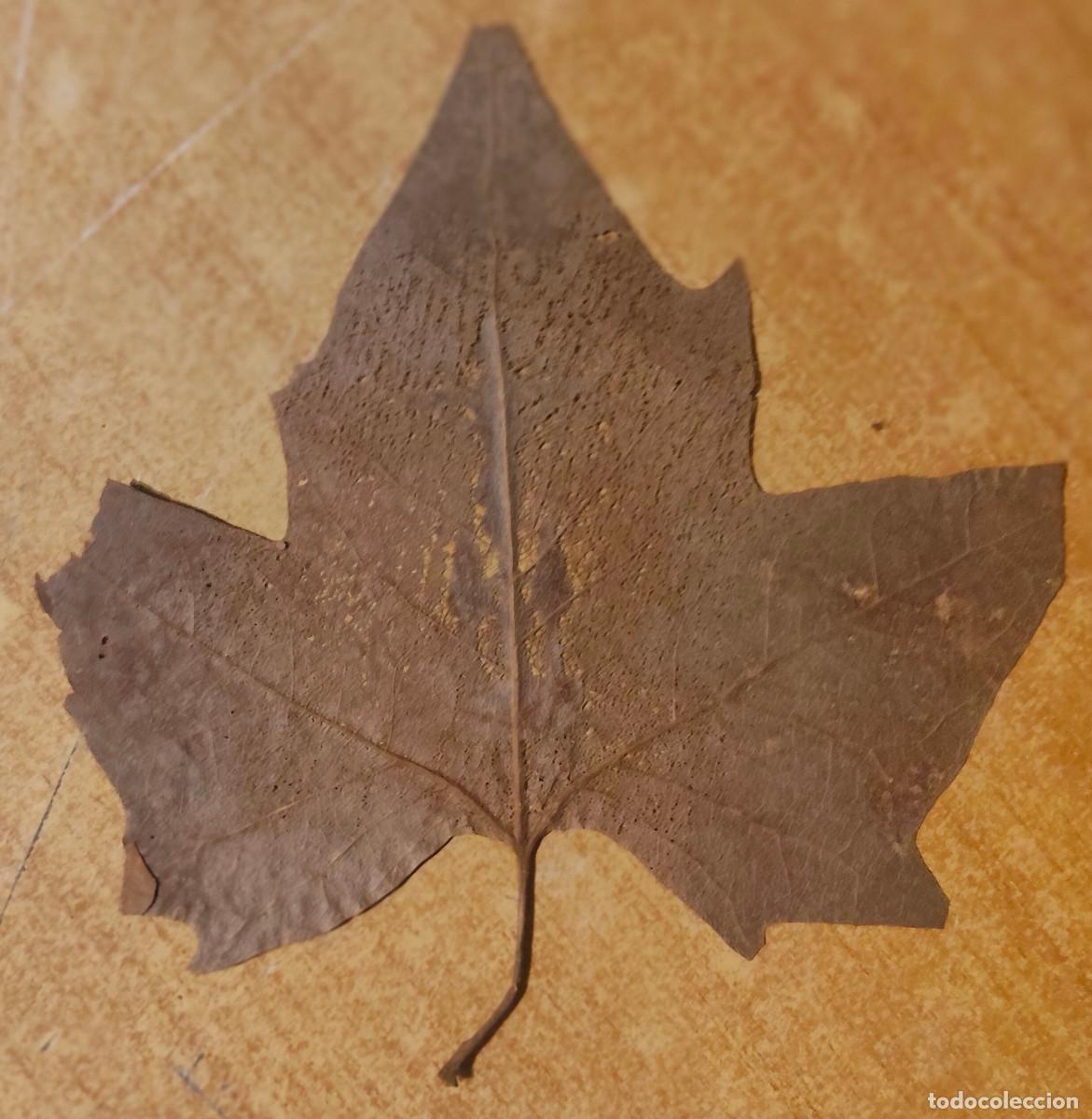 Arte: hoja antigua - crucificci&oacute;n - raro - Arte de Talla en Hojas Secas Arte - Arte Religioso - Grabados