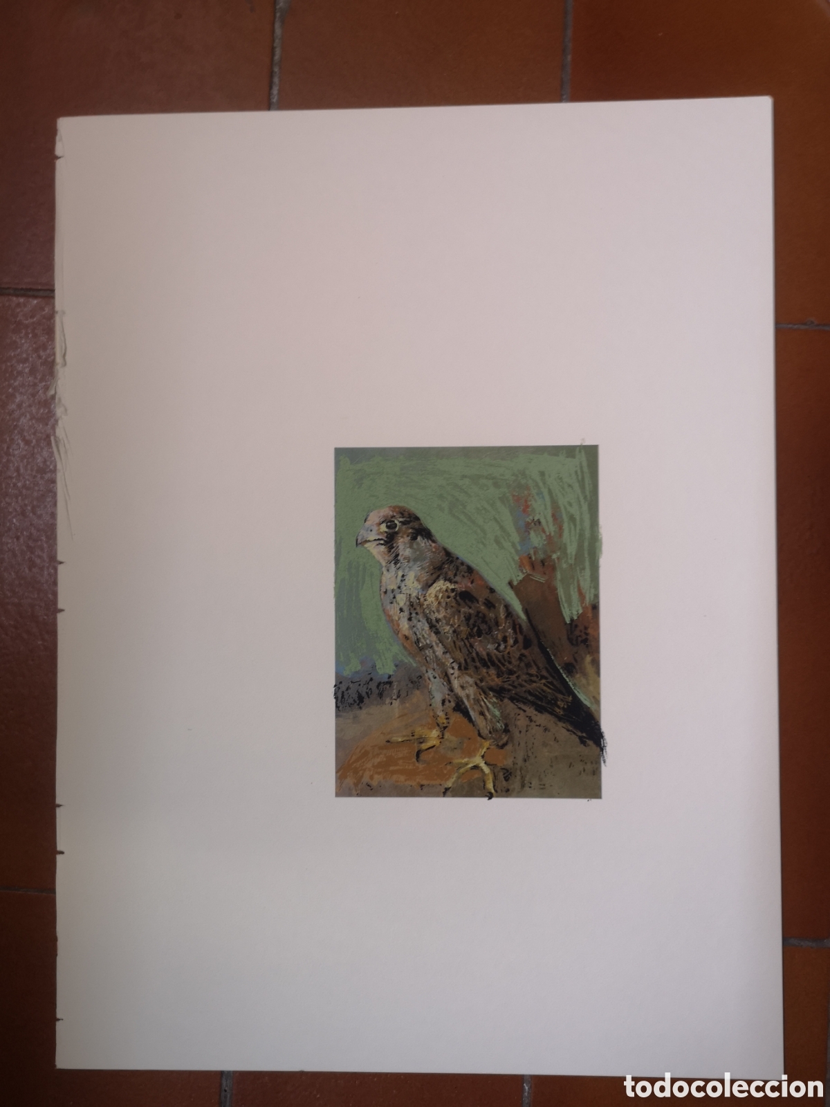 Arte: Serigraf&iacute;a de caza de un Halc&oacute;n - Foto 2