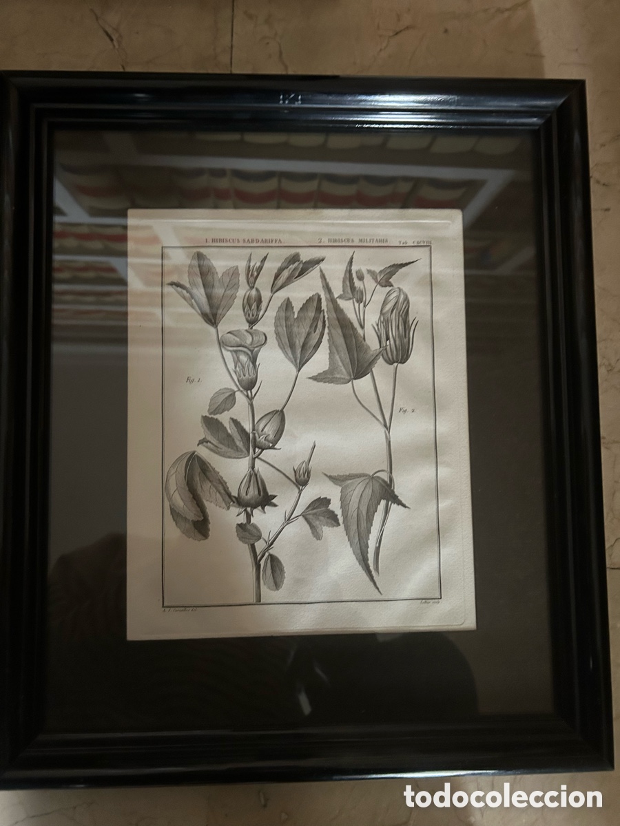 Arte: Pareja de cuadros de l&aacute;minas bot&aacute;nicas