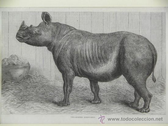 Arte: TWO-HORNED RHINOCEROS - Foto 1
