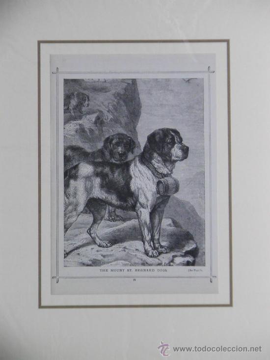 Arte: Grabado con perro San Bernardo - Foto 1