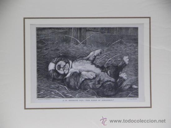 Arte: Grabado con perro San Bernardo (cr&iacute;a) - Foto 1