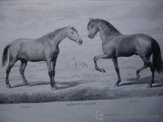 Arte: CABALLOS HUNGARO Y ESPA&Ntilde;OL.1874 - Foto 1