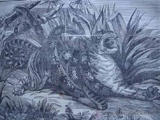 Arte: BOA ATACANDO AL TIGRE 1838 - Foto 1