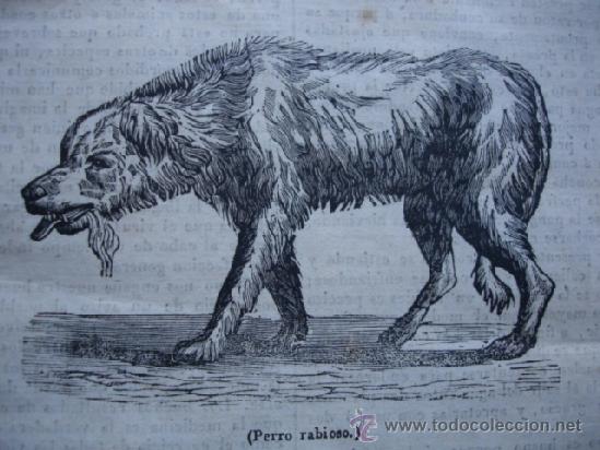 Arte: PERRO RABIOSO. 1838 - Foto 1